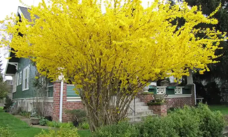 forsythie schneiden radikalschnitt