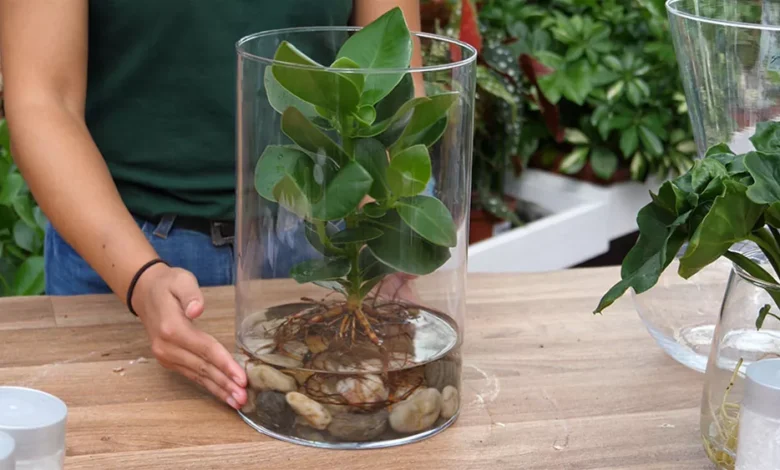 wasserpflanzen im glas