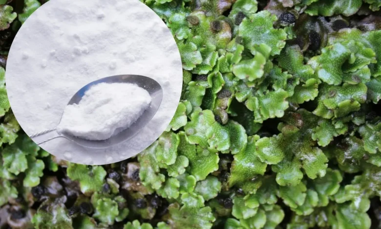 lebermoos bekämpfen