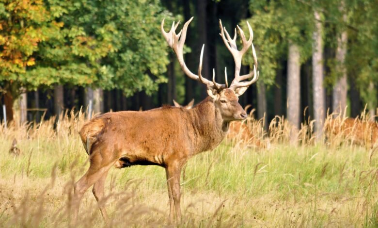 forstamt schuenhagen