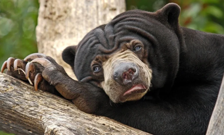 faultier mit down syndrom